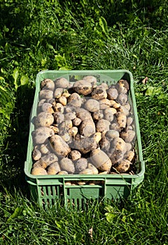 Pile of dirty newly harvested potatoes -Â Solanum tuberosum in plastic box on grass. Harvesting potato roots in homemade garden.Â 